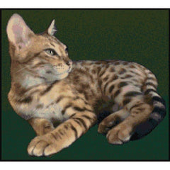 Example of Bespoke Design - Mookie the Bengal Cat